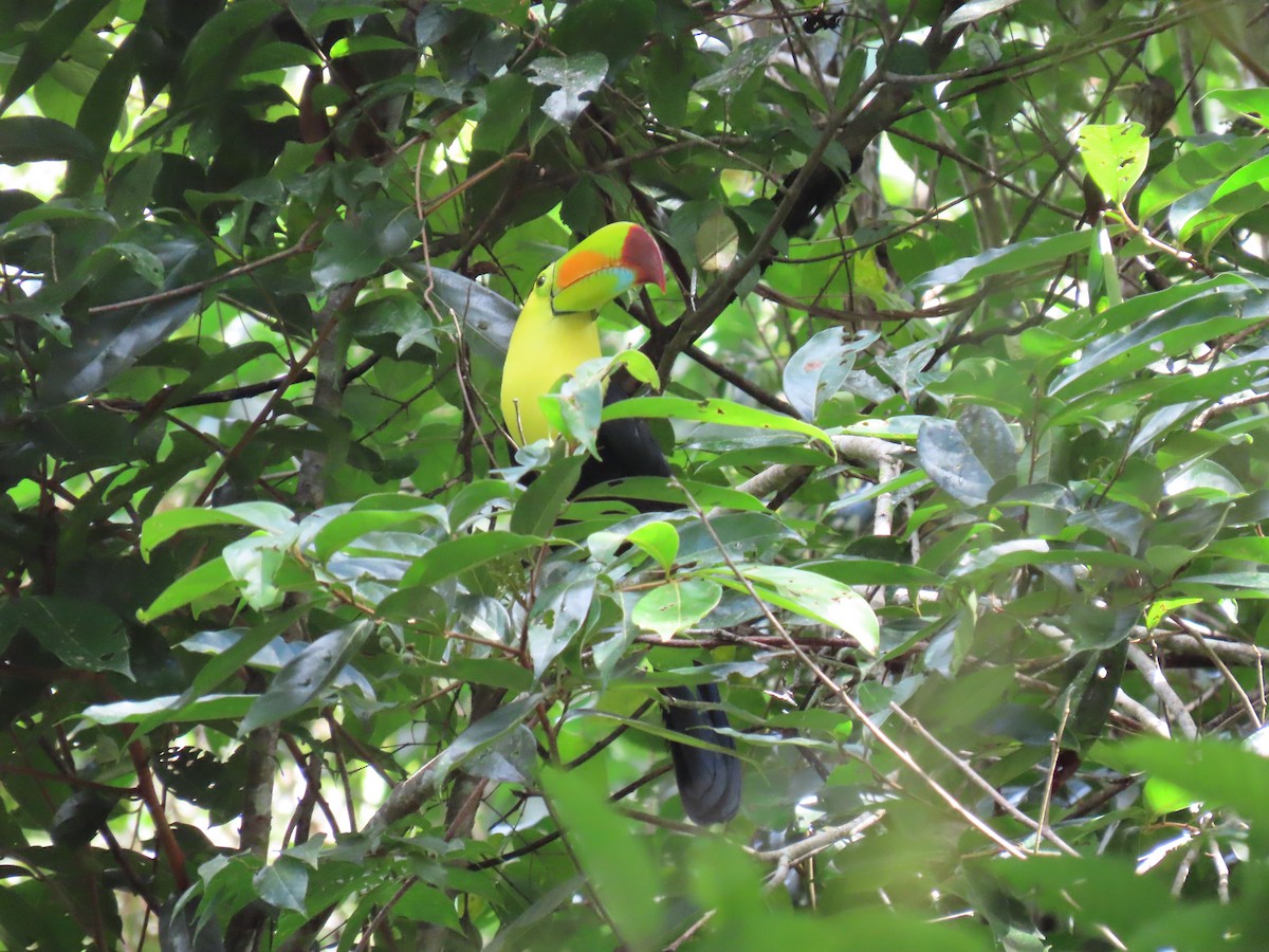 Keel-billed Toucan - ML647450806
