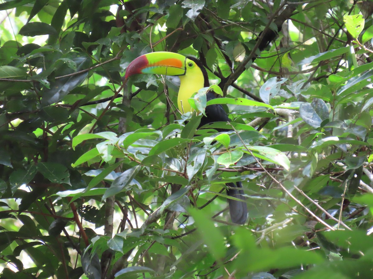 Keel-billed Toucan - ML647450807