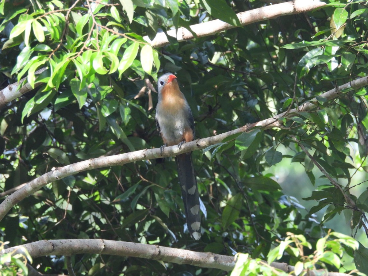 Red-billed Malkoha - ML647450809