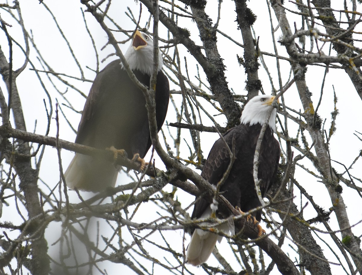 Bald Eagle - ML647450813
