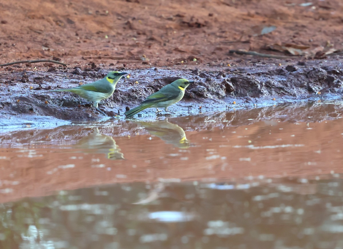 Yellow-plumed Honeyeater - ML647450824