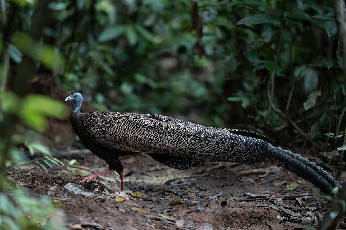 Argusfasan - ML647450827