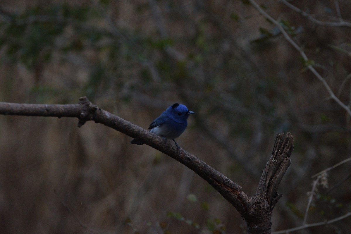 Monarca Nuquinegro - ML647450828