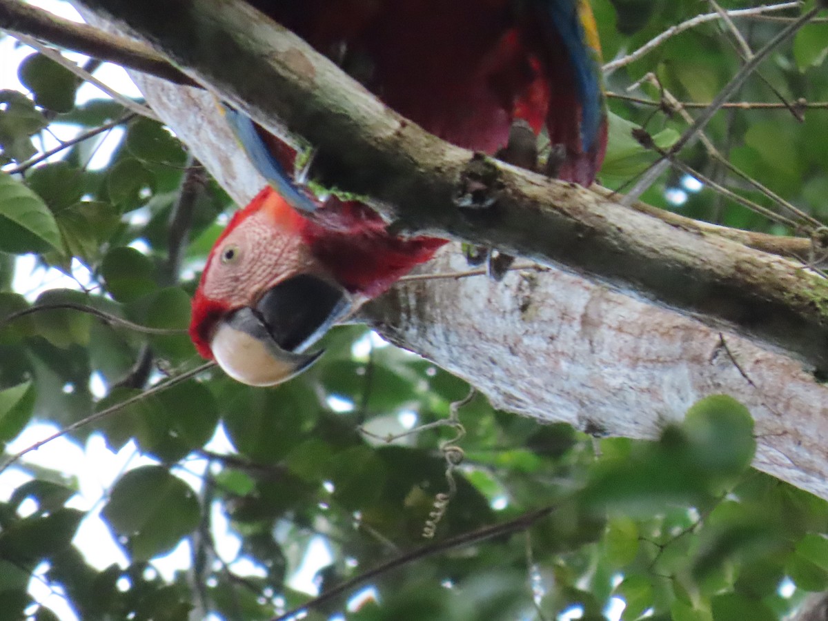 Scarlet Macaw - ML647450830