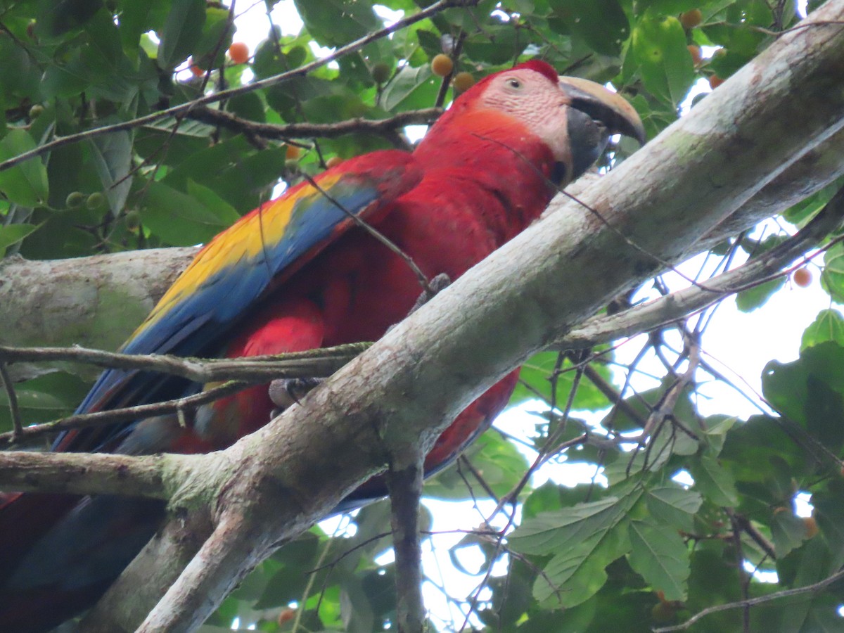 Scarlet Macaw - ML647450831