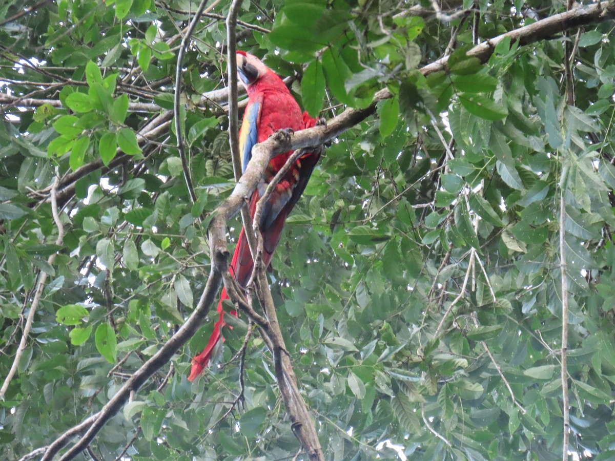 Scarlet Macaw - ML647450832