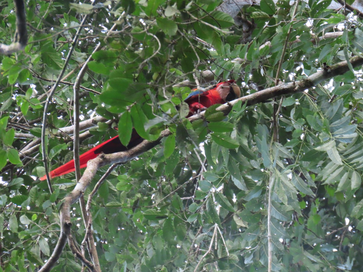 Scarlet Macaw - ML647450833