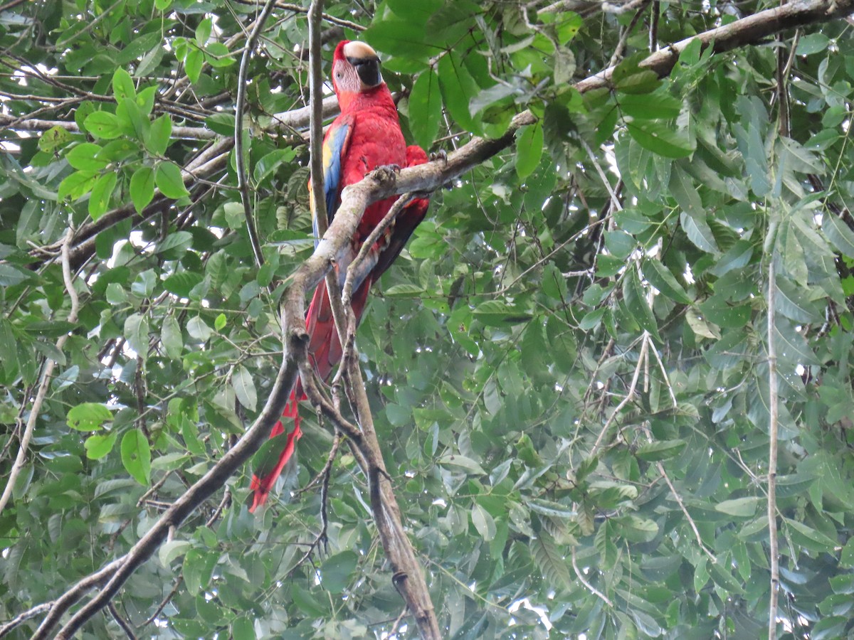 Scarlet Macaw - ML647450834