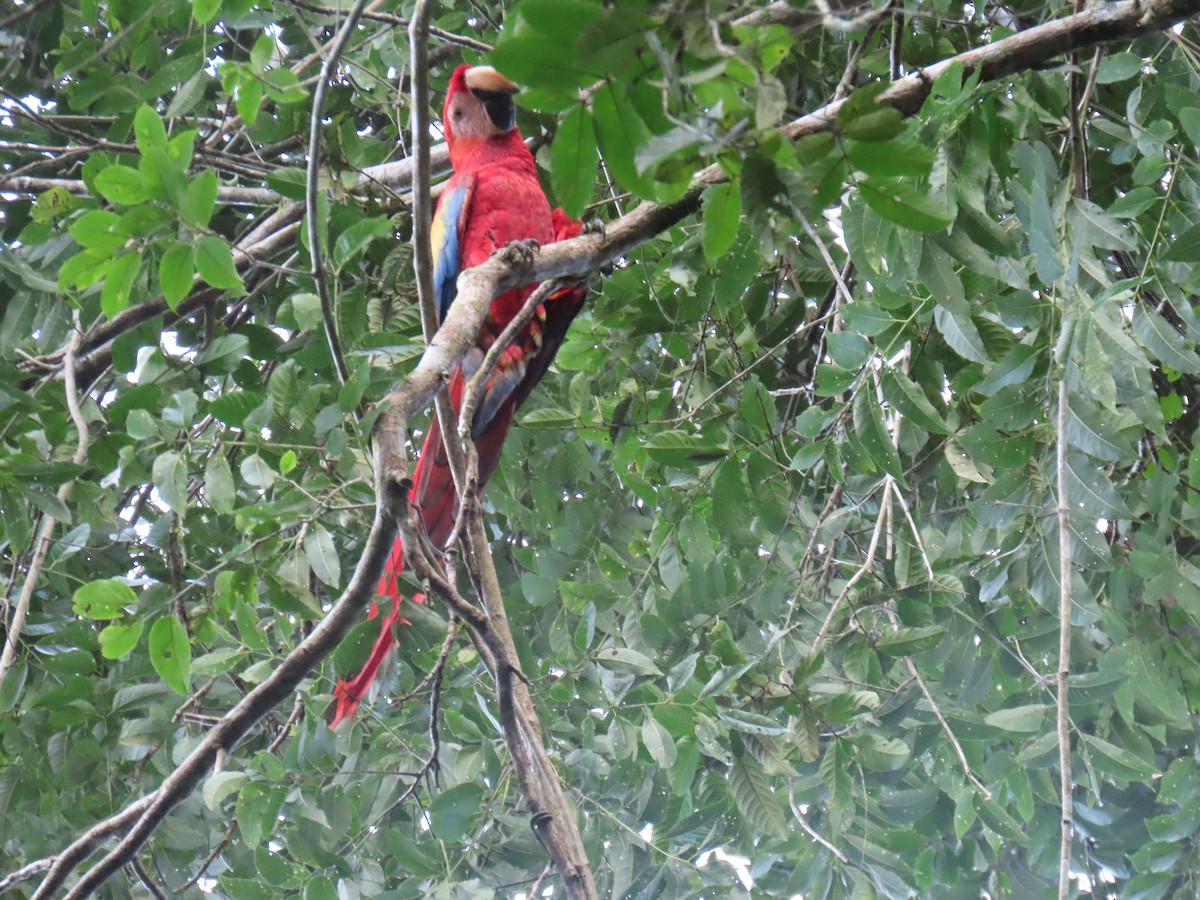 Scarlet Macaw - ML647450835