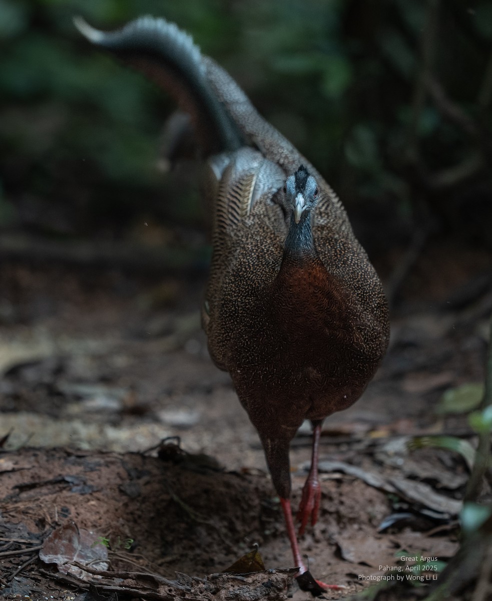 Argusfasan - ML647450836