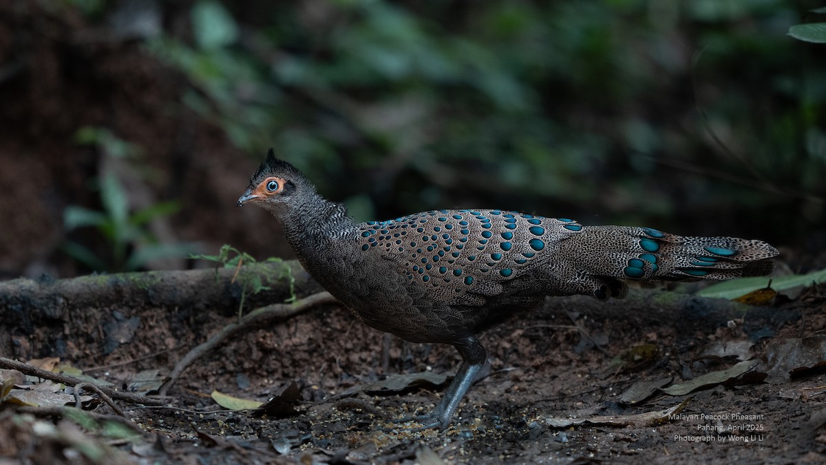 Malaienpfaufasan - ML647450841