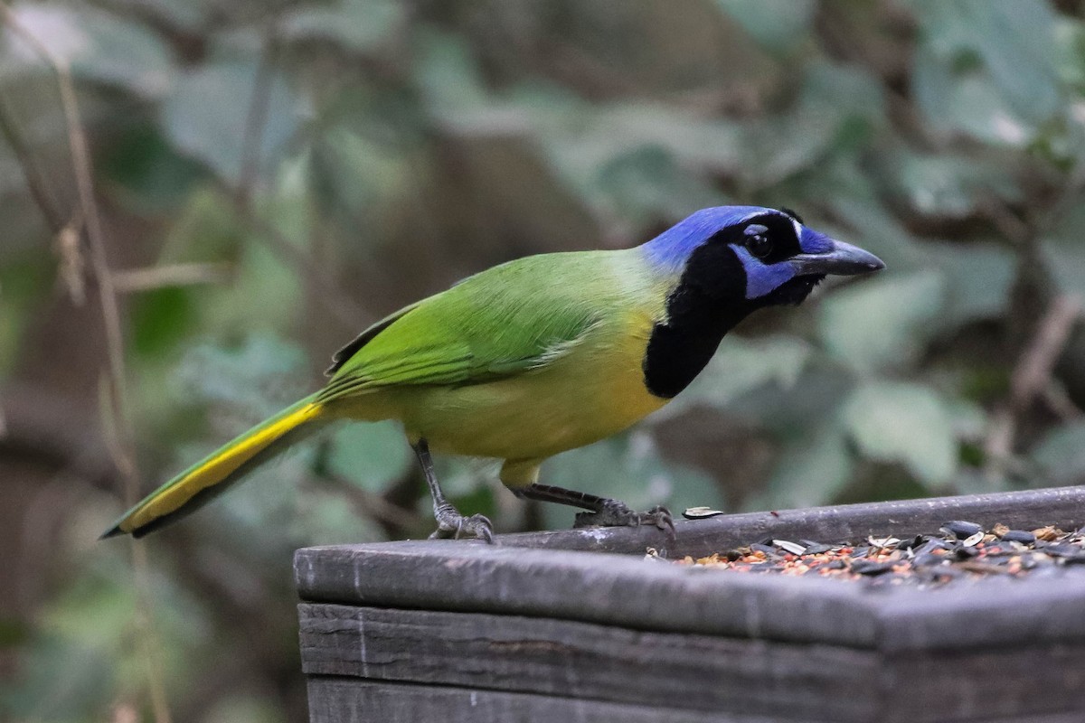 Inkablaurabe - ML647450845