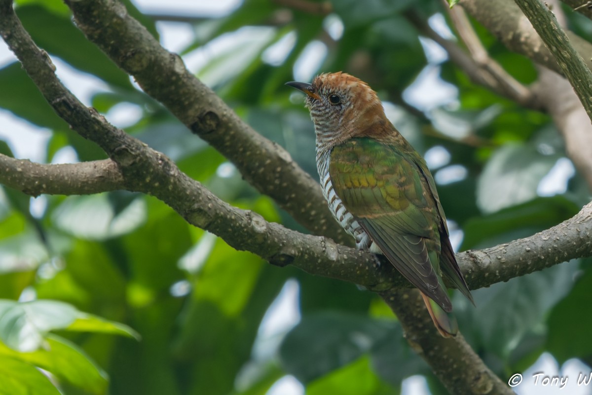 Asian Emerald Cuckoo - ML647450861