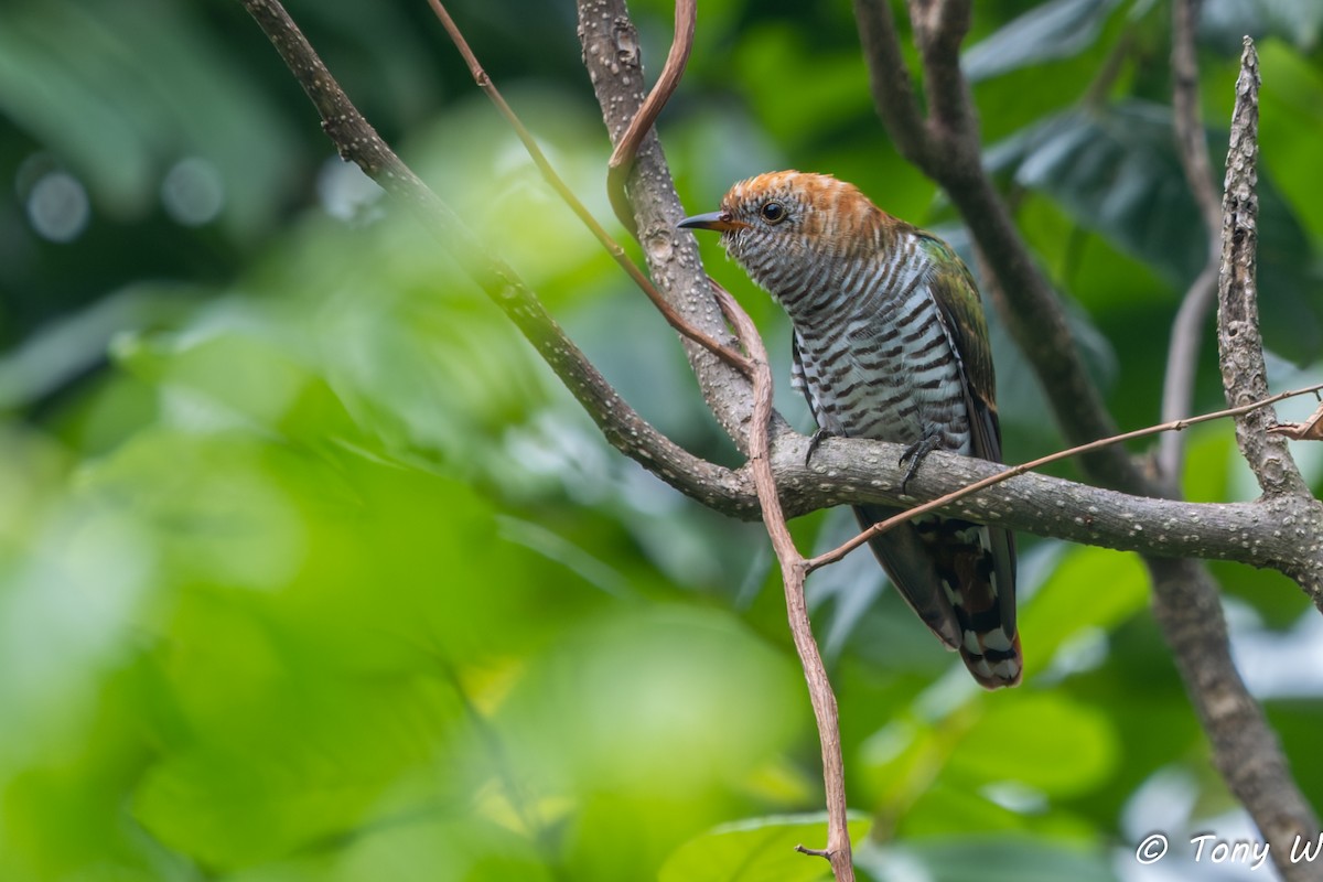 Asian Emerald Cuckoo - ML647450864