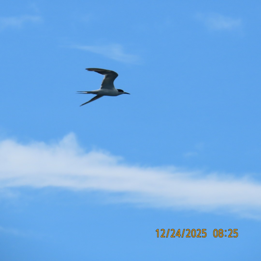 Great Crested Tern - ML647450865