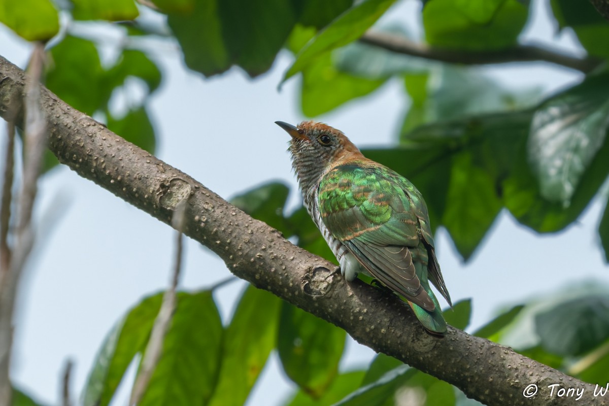 Asian Emerald Cuckoo - ML647450866