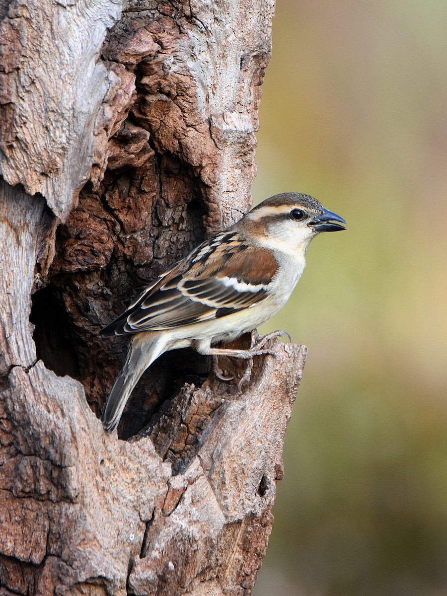 Russet Sparrow - ML647450886