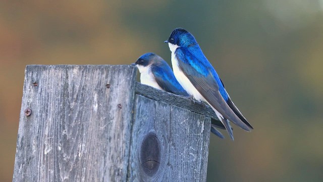 Tree Swallow - ML647450887