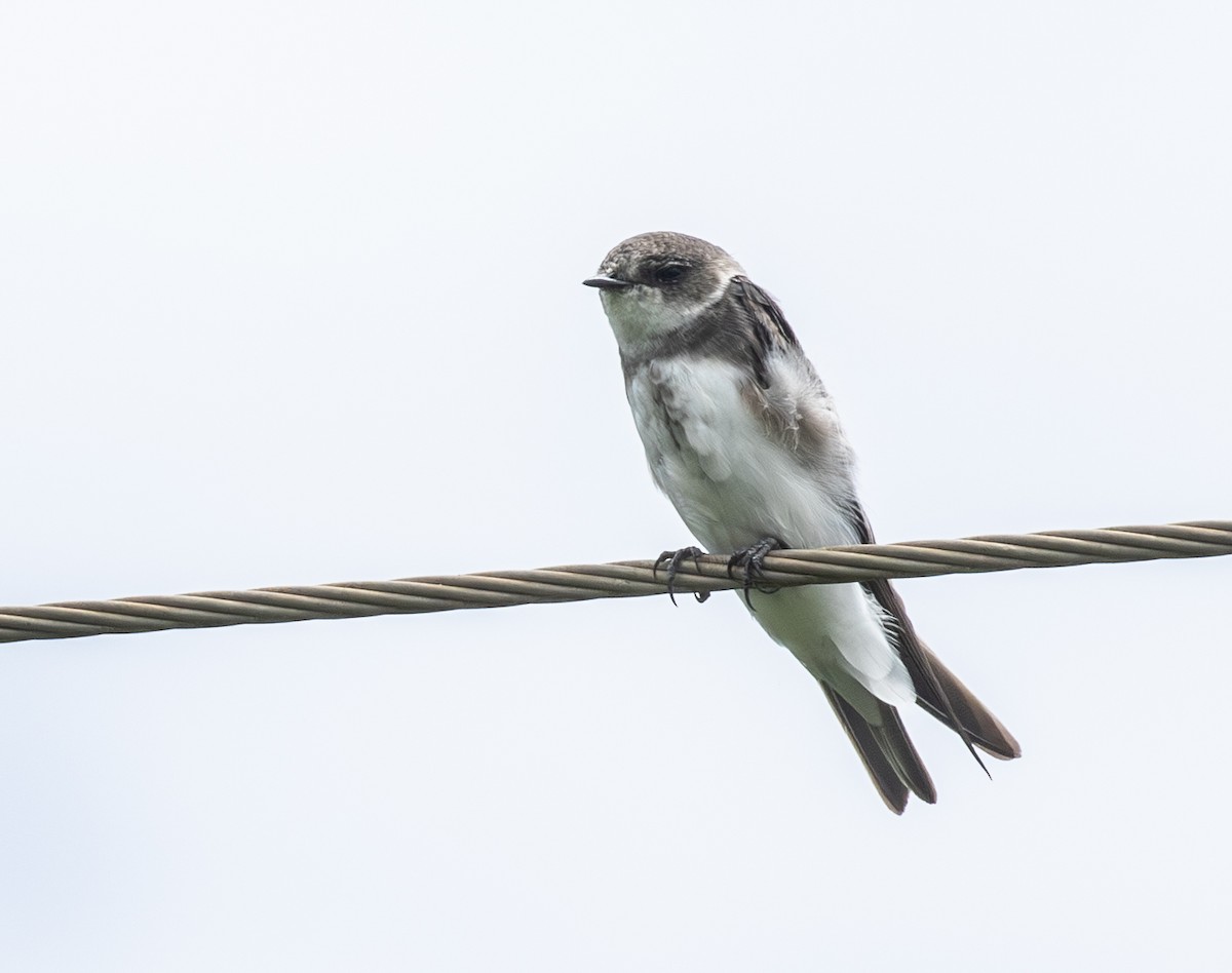 Bank Swallow - ML647450893