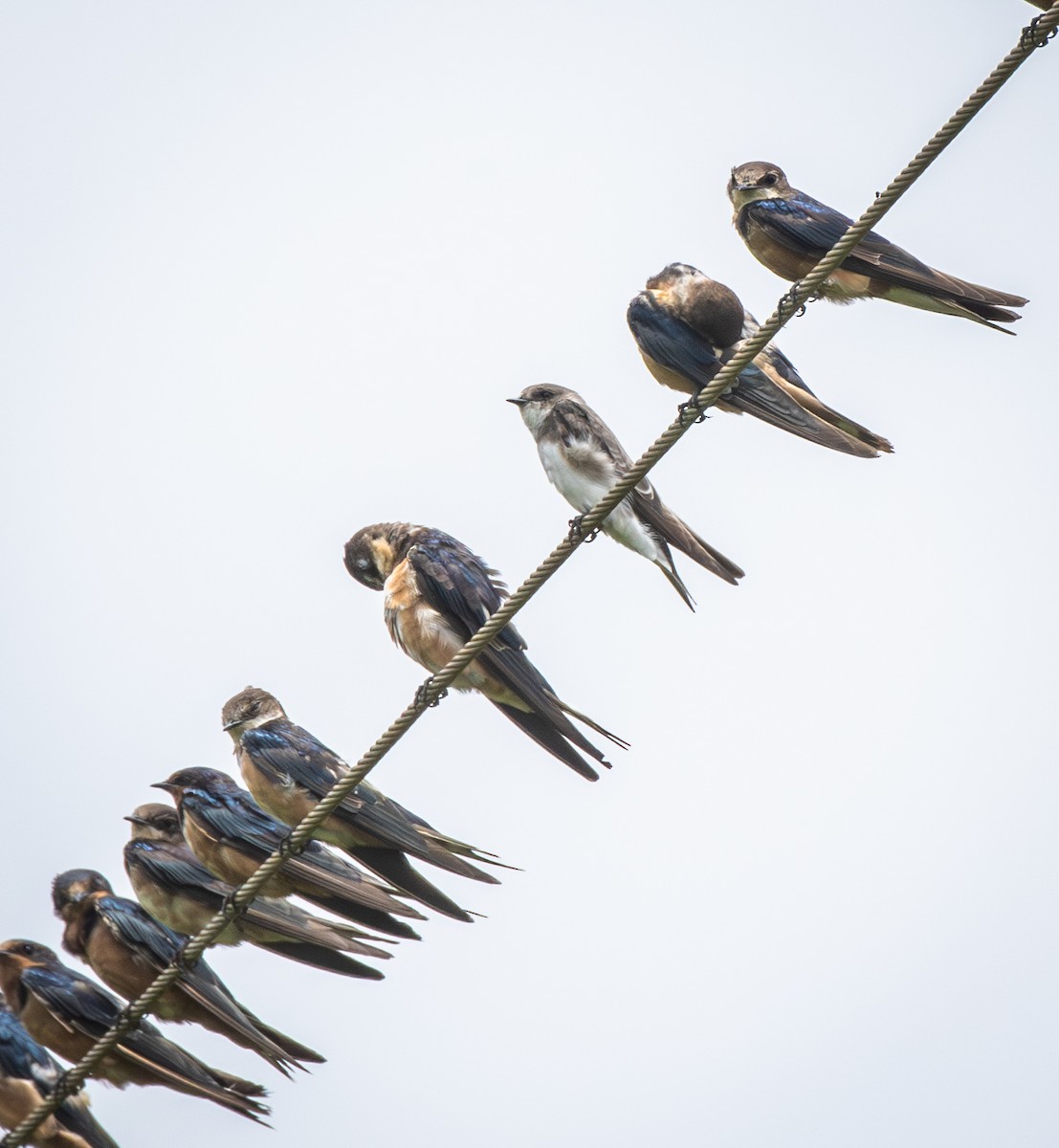 Bank Swallow - ML647450894