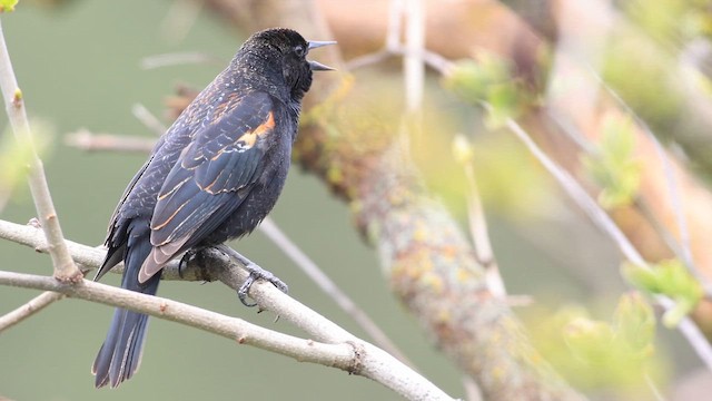 Red-winged Blackbird - ML647450898