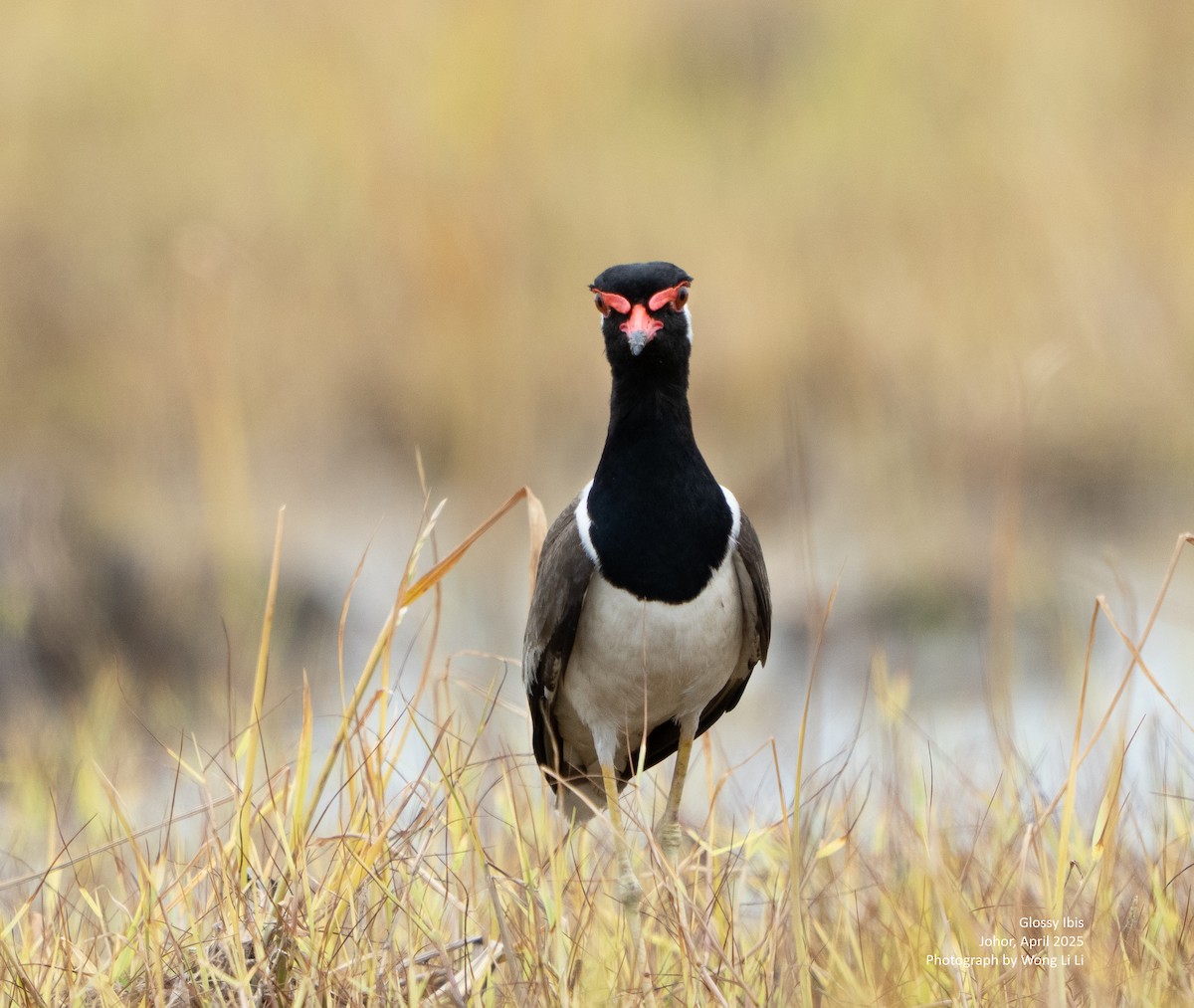 Rotlappenkiebitz - ML647450899