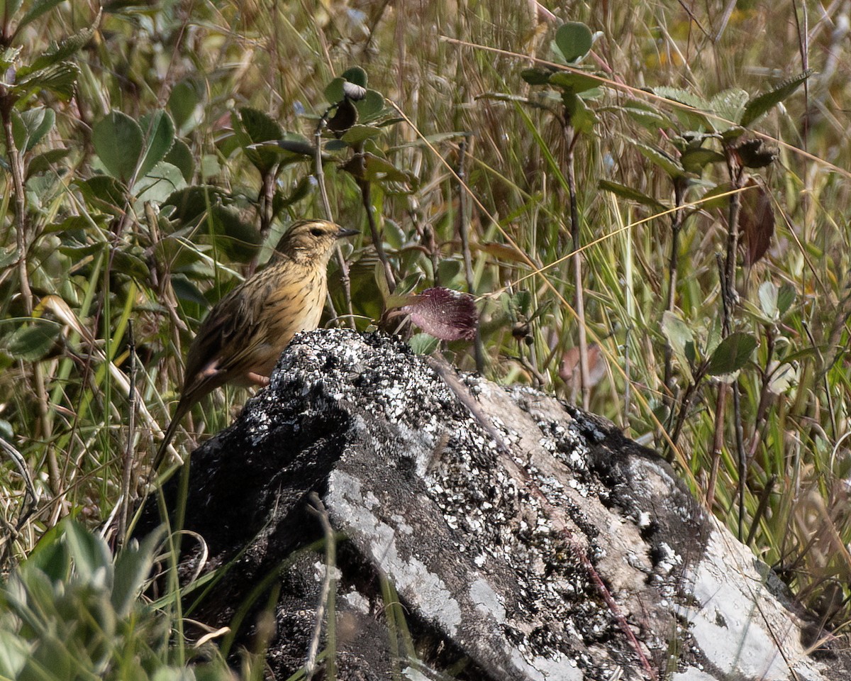 Nilgiri Pipit - ML647450900