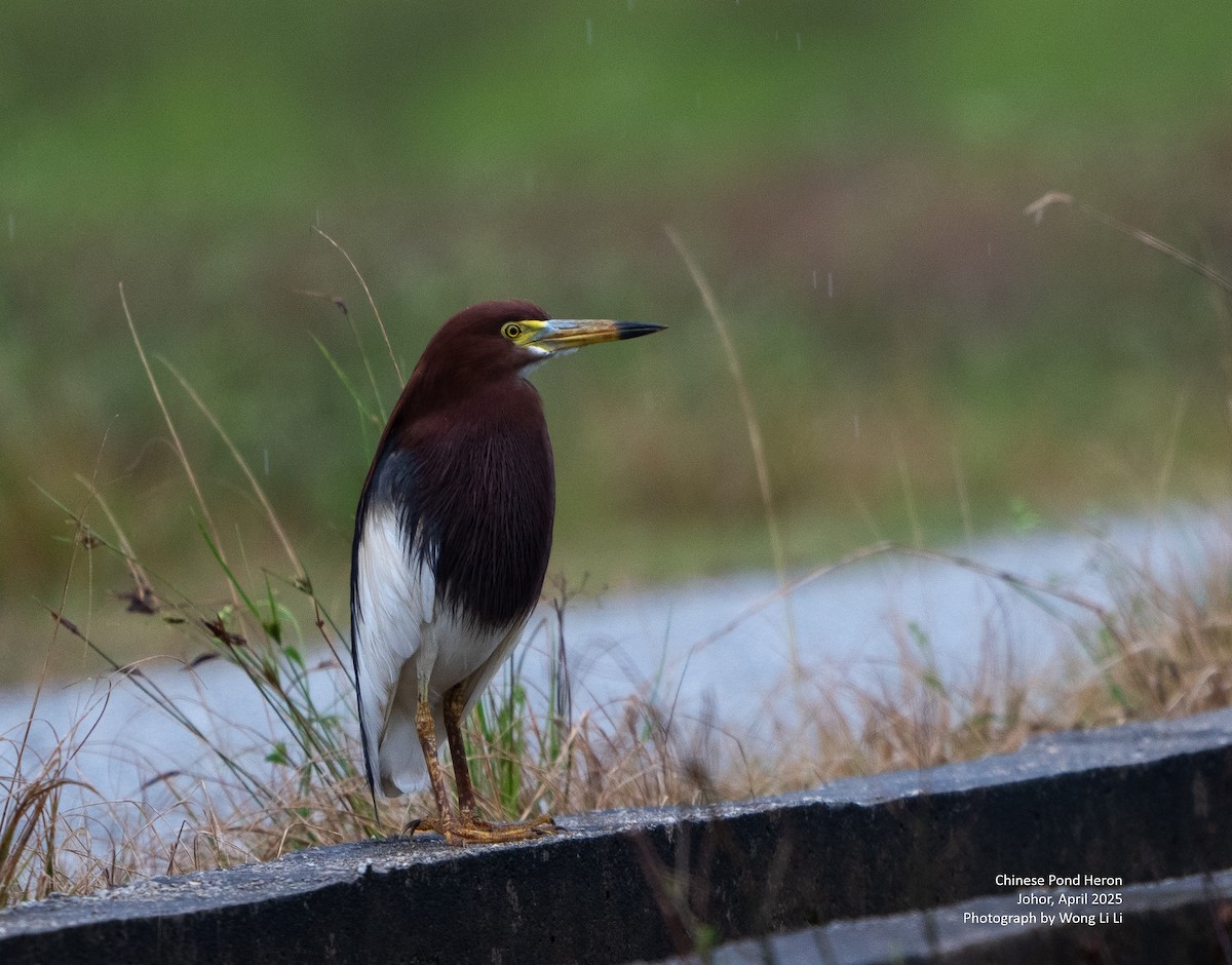 Bacchusreiher - ML647450901