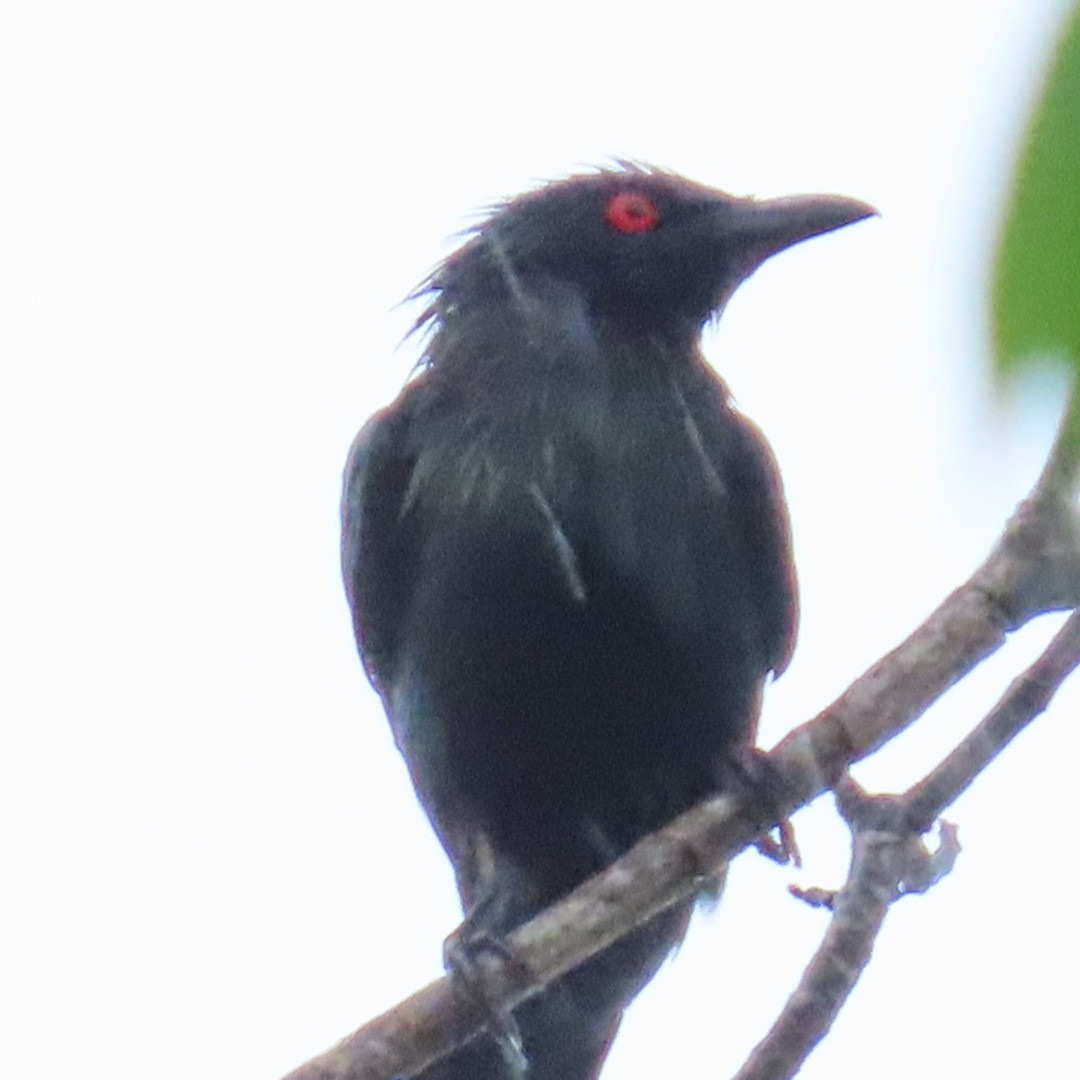 špaček lesklý - ML647450910