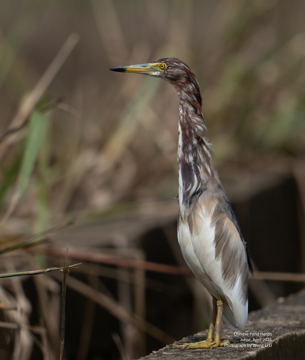 Bacchusreiher - ML647450920