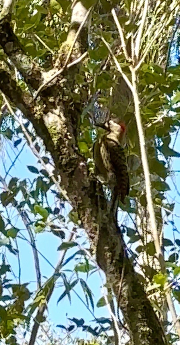 Декол плямистоволий - ML647450932