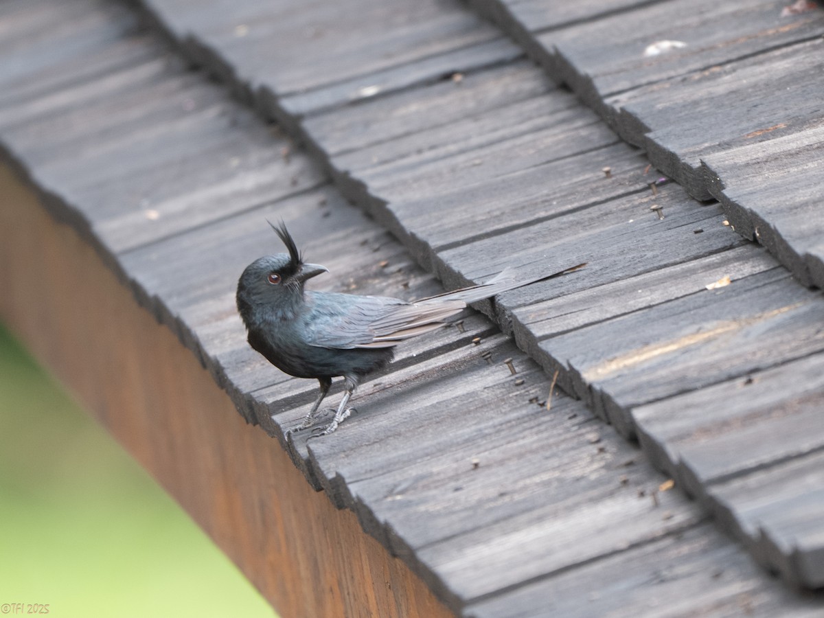 Crested Drongo (Madagascar) - ML647450934