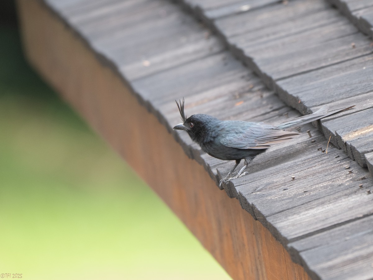 Crested Drongo (Madagascar) - ML647450938