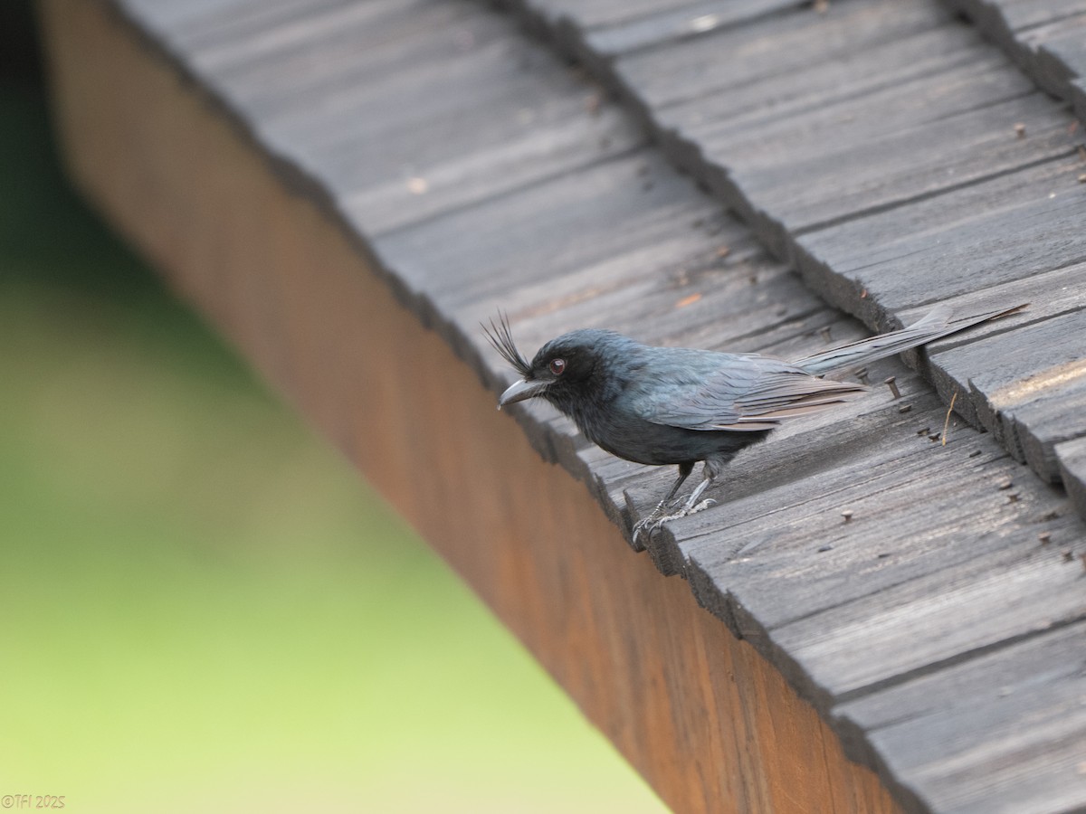 Crested Drongo (Madagascar) - ML647450939