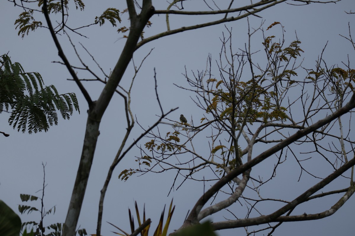 Amazonian Elaenia - ML647450945