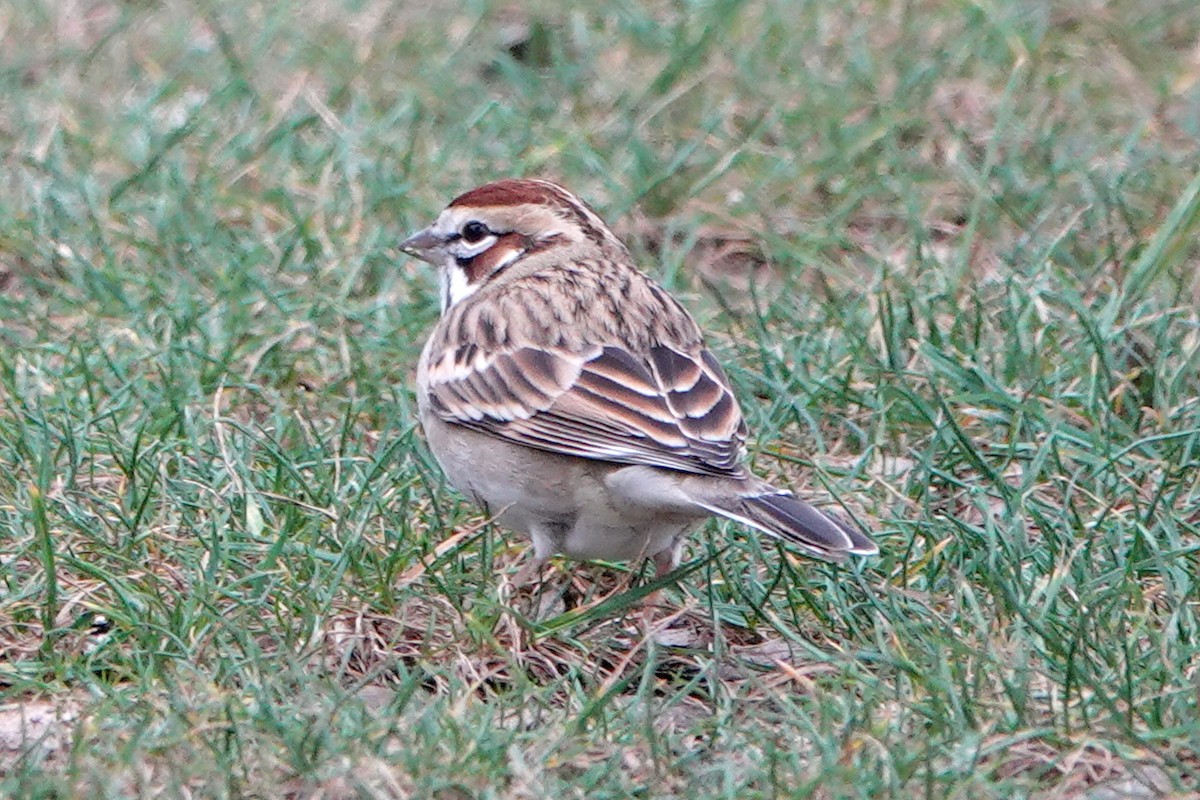 Lark Sparrow - ML647450962