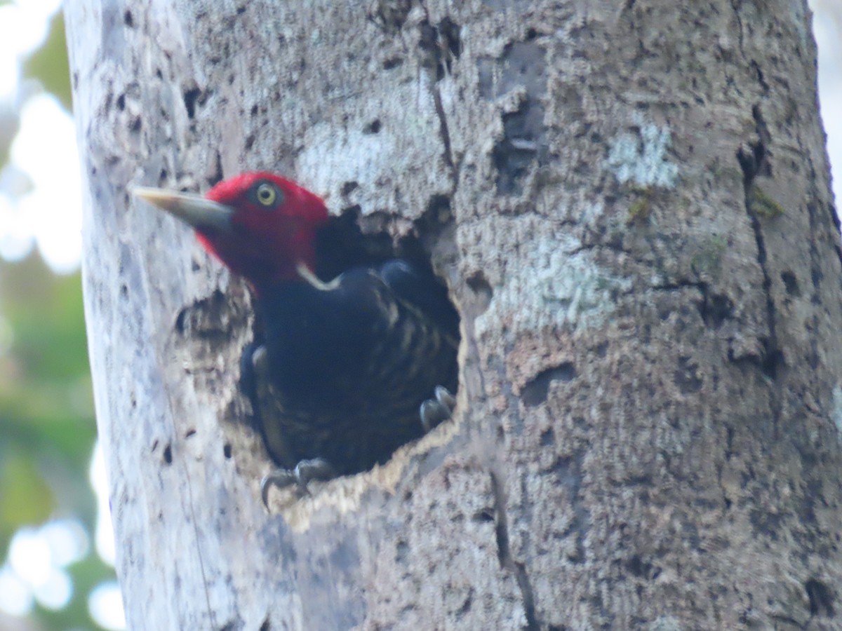 Pale-billed Woodpecker - ML647450964