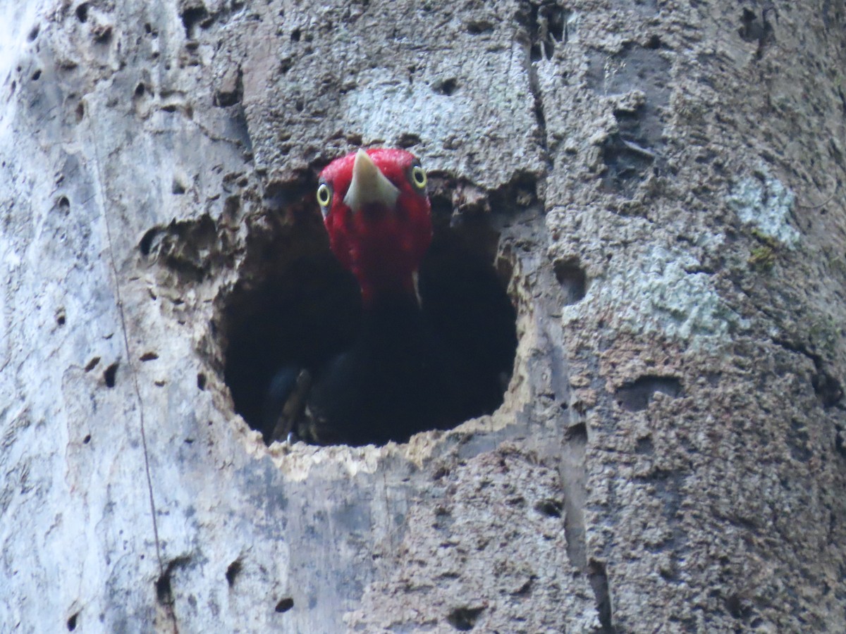 Pale-billed Woodpecker - ML647450965