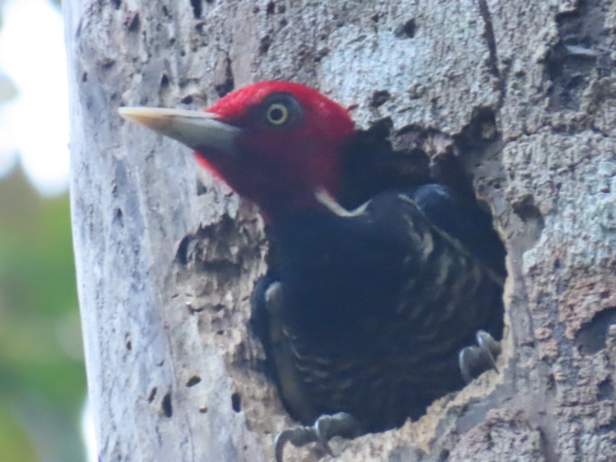 Pale-billed Woodpecker - ML647450966