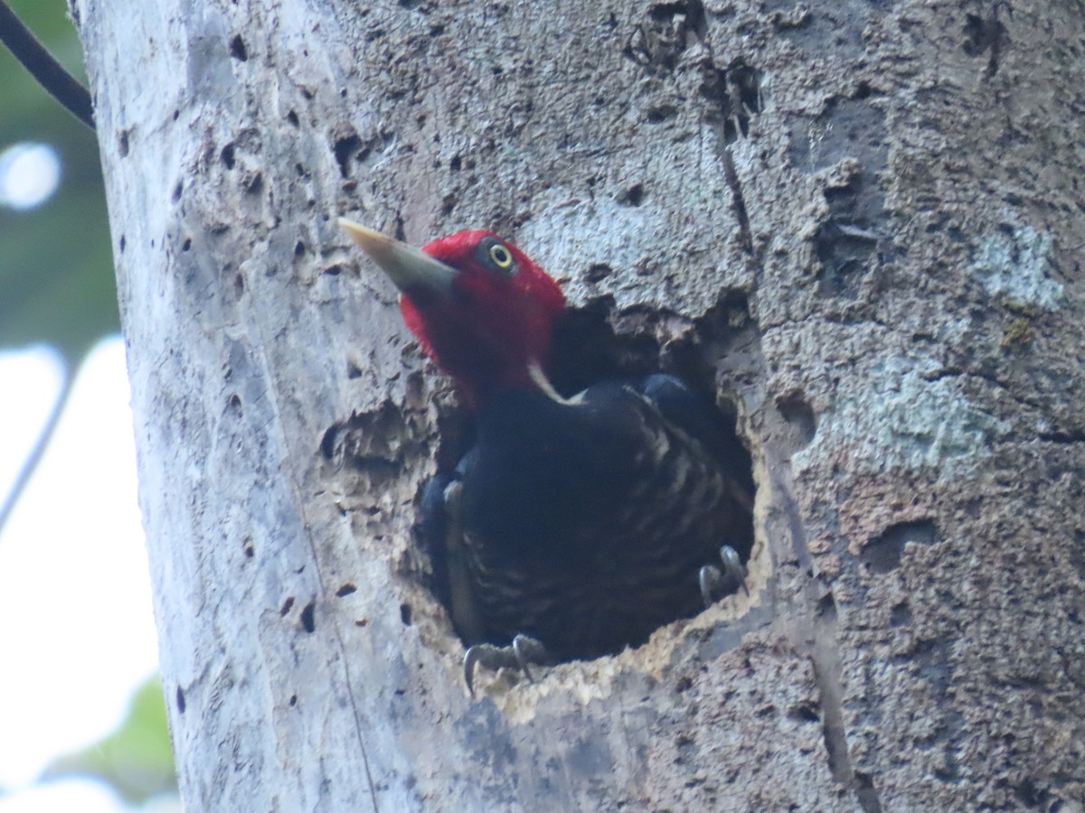 Pale-billed Woodpecker - ML647450967
