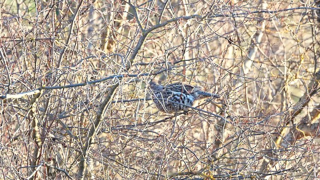 jeřábek kanadský - ML647450969