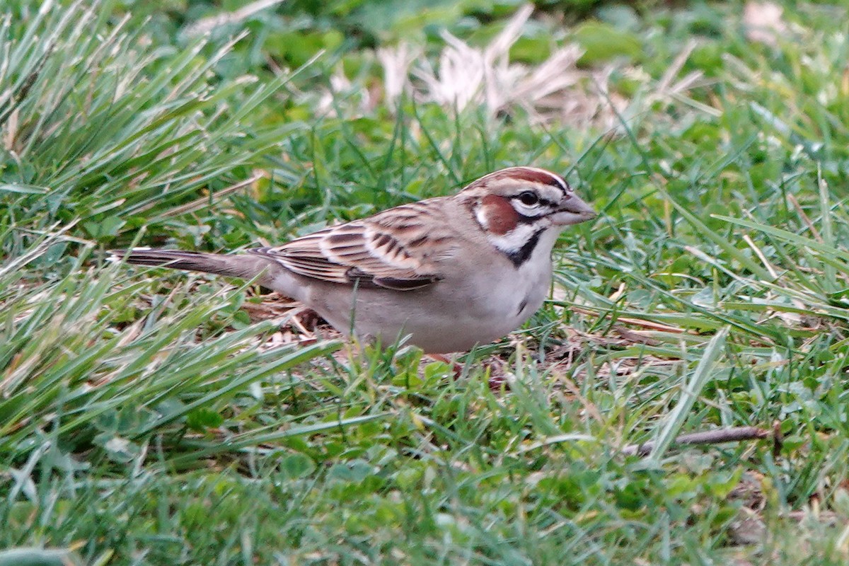 Lark Sparrow - ML647450971
