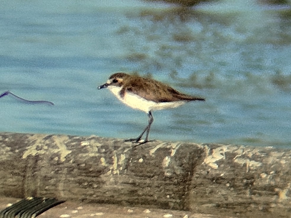 Tibetan Sand-Plover - ML647450981