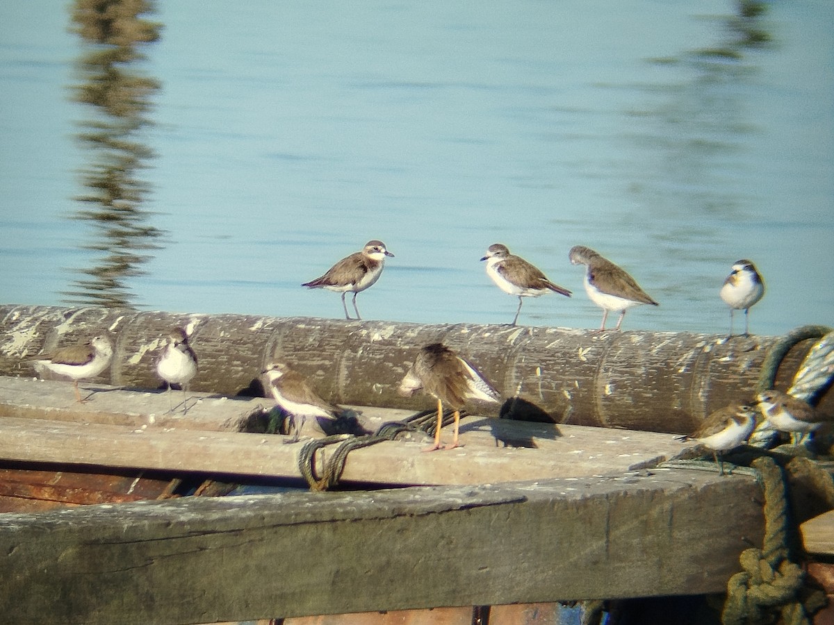 Tibetan Sand-Plover - ML647450982