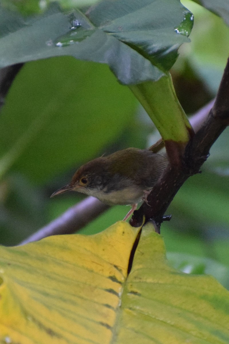 Common Tailorbird - ML647450996