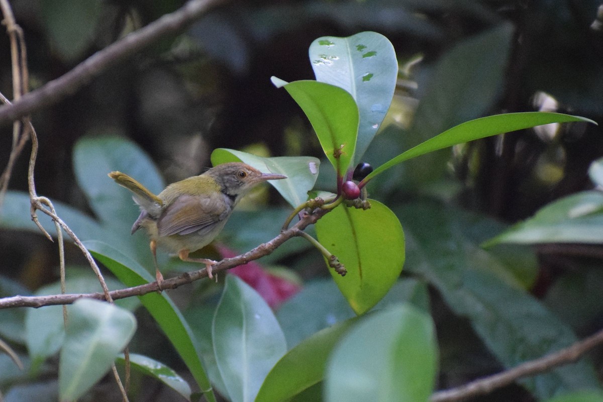 Common Tailorbird - ML647450997