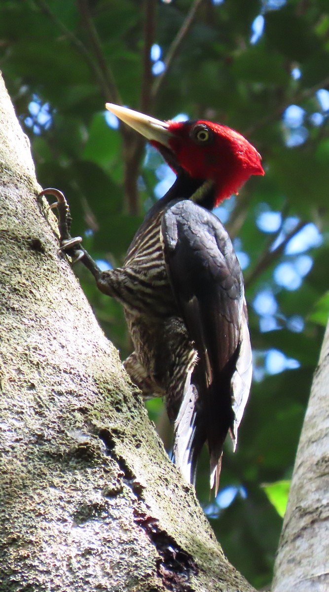 Pale-billed Woodpecker - ML647451004
