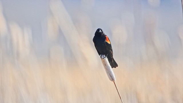 Red-winged Blackbird - ML647451005