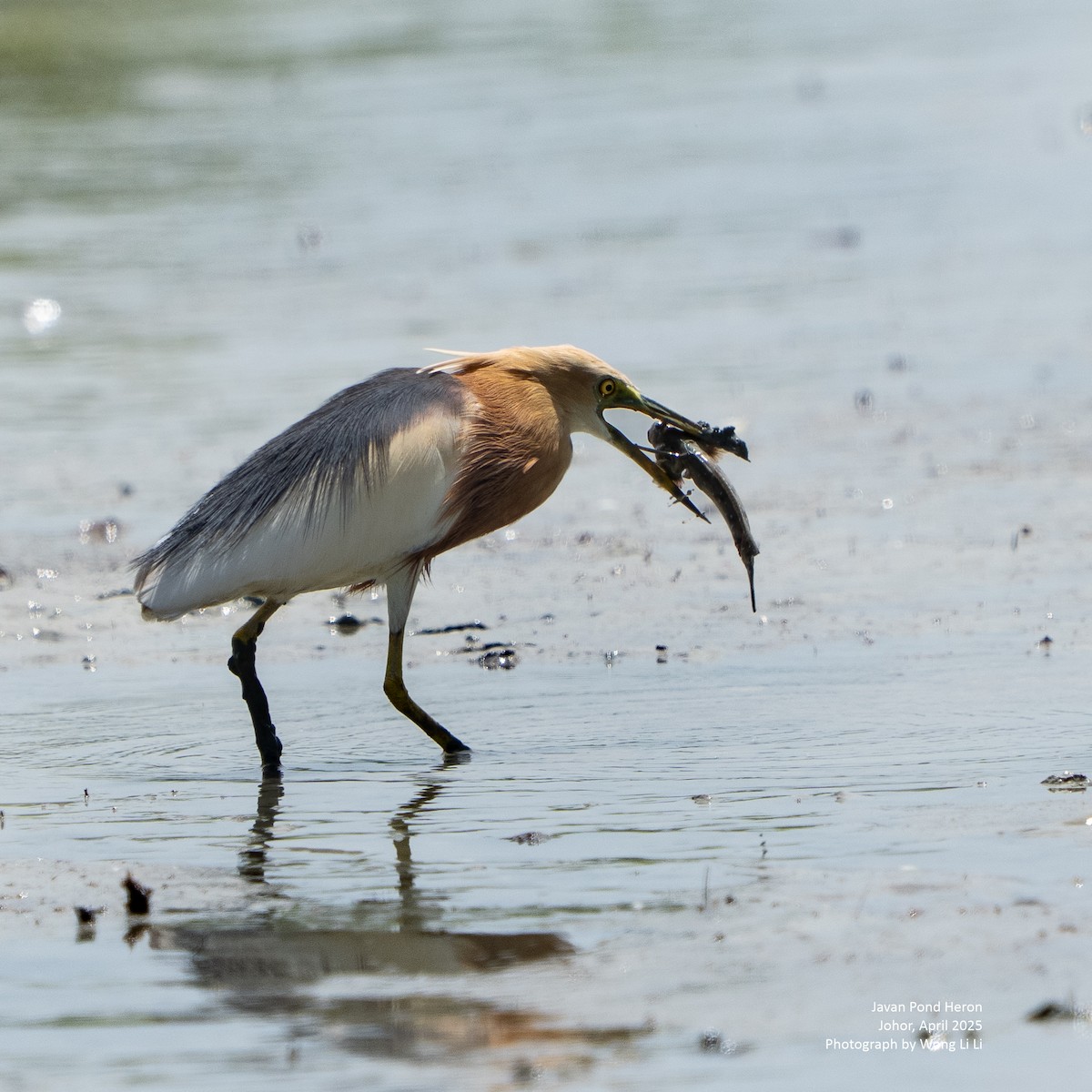 Prachtreiher - ML647451006