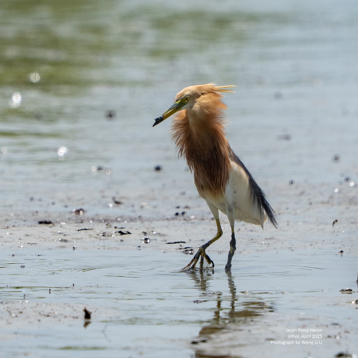 Prachtreiher - ML647451007